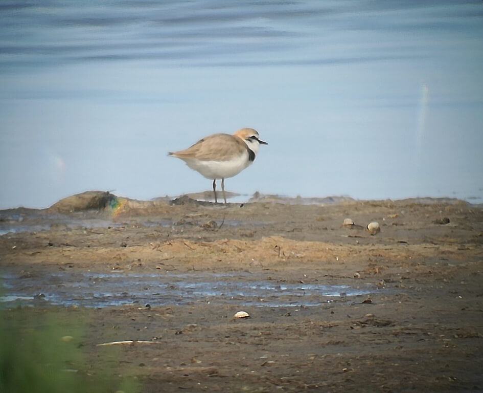 Kentish Plover