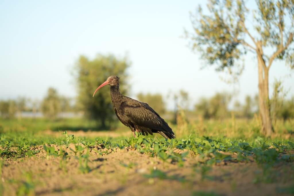 Northern Bald Ibis