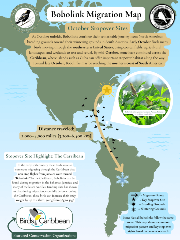Bobolink October Migration Map